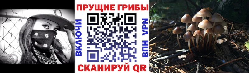 Купить закладки  Правдинск  Псилоцибиновые грибы мицелий 